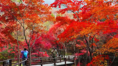 辽宁乡村：乡遇山海 辽瞰四季