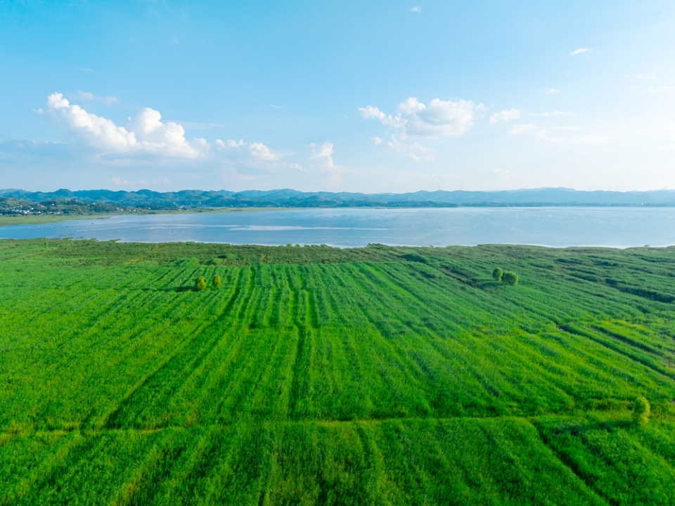贵州威宁草海17℃“凉”方 生态活力引游客打卡_fororder_7月30日，草海岸边的芦苇一望无际+管庆巍  摄+18908571373 +2025-08-03拍摄于威宁草海